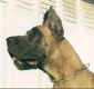 Mazette_tete_profil.jpg (9892 octets)