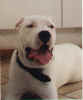 Phalco : Dogue Argentin de 7 mois appartenant  Logan.