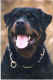 rottweiler_small.jpg (3265 octets)
